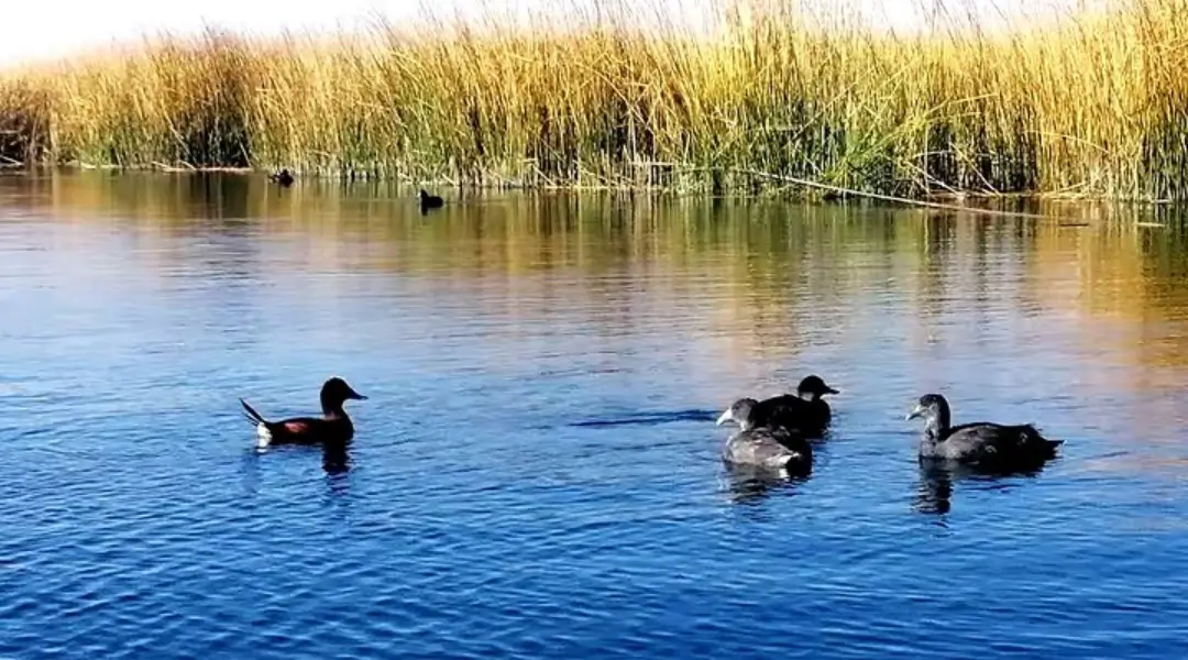 Uros